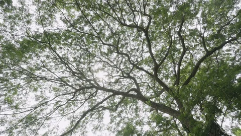 Wind blowing slow against leaf on big tree cover sky Video stock 128680149