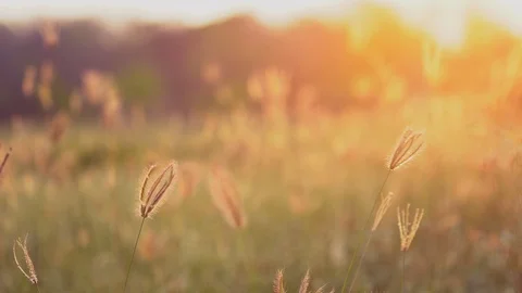 Wind blowing slow motion grass on grassland and beautiful sunset. Stock Footage 104290065
