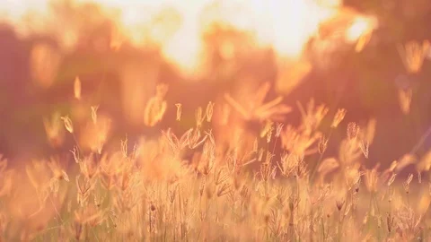 Wind blowing slow motion grass on grassland and beautiful sunset. Stock Footage 104290772