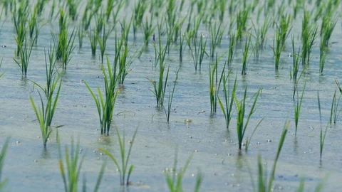 Wind Blowing On The Small Rice Plant in Nagano, Japan. Video stock 109110205
