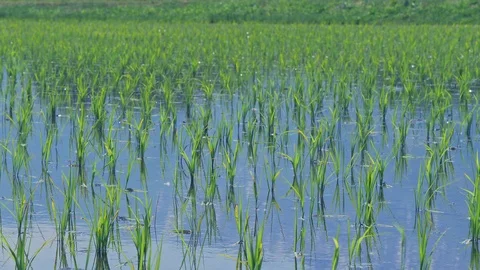 Wind Blowing On The Small Rice Plant in Nagano, Japan. Stock Footage 109115237