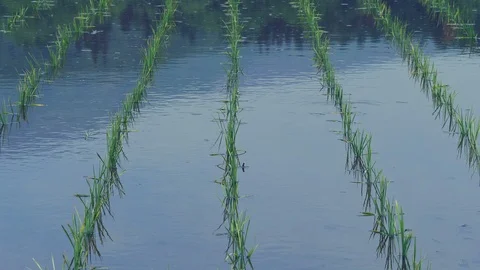 Wind Blowing On The Small Rice Plant in Nagano, Japan. Stock Footage 109120280
