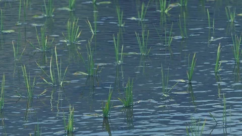 Wind Blowing On The Small Rice Plant in Nagano, Japan. Stock Footage 109120880