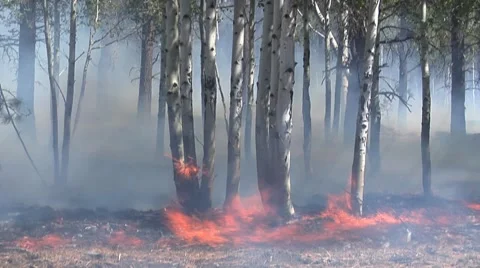 Wind blowing smoke &amp; fire over ground Stock Footage 40751570