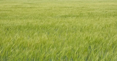 Wind blowing softly over a fresh, green rye field, making a wave like pattern Stock Footage 108610846