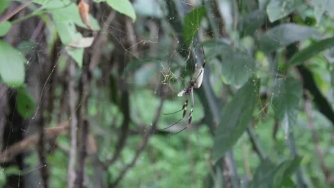 Wind blowing spider web with Banana spider feeding Stock Footage 122307261