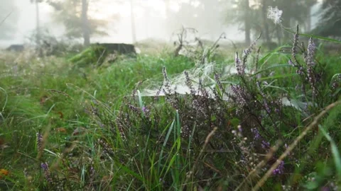 Wind blowing a spider web in a misty forest Stock-Footage 292528801
