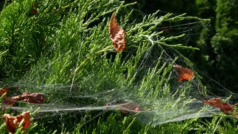 The wind is blowing spider webs on the evergreen shrub Stock Footage 159160266