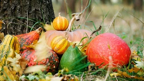 Wind blowing on stack of autumn pumpkins under the tree. Harvest concept Stock Footage 96210874