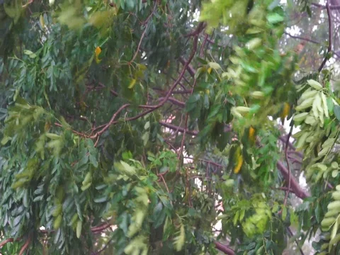 The wind blowing strongly with rain caused the tree to sway. Stock Footage 95217800