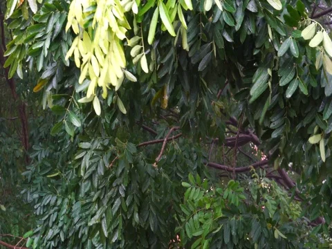 The wind blowing strongly with rain caused the tree to sway. Stock Footage 95217816