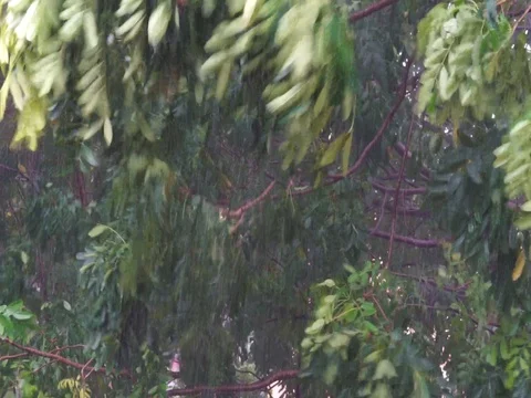 The wind blowing strongly with rain caused the tree to sway. Stock Footage 95235468