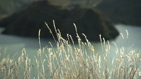 The wind is blowing strongly on the spikelets close-up on a background of an Stock Footage 140283610