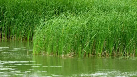 Wind blowing to the swamp grass 4K25p Видео 336649682