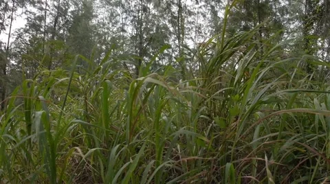 Wind blowing tall grass Video stock 62891150