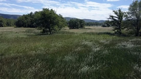 Wind Blowing Tall Grass Low Angle Tracking Shot Stock Footage 91235830
