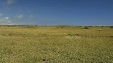 Wind blowing tall grass in waves on a large prairie Vídeos de archivo 84894018