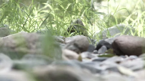 Wind Blowing Tall Grasses On River Rock Floor Stock Footage 318045725