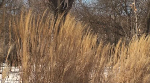 Wind Blowing Thicket Pan-Shot Stock Footage 35457935
