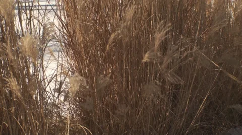 Wind Blowing Thicket Tilt-Shot Stock Footage 35457959