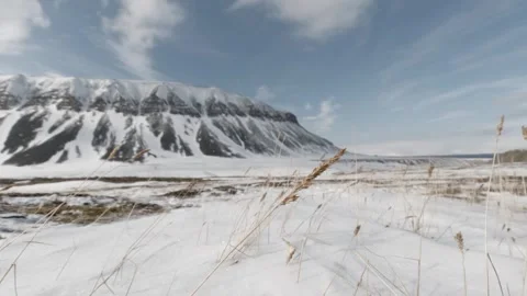 Wind Blowing Through Arctic Grass in Svalbard, Norway 스톡 동영상 339277854