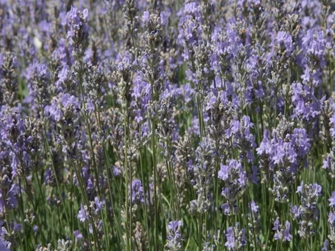Wind blowing through a beautiful lavender field in bloom on a summer day 스톡 동영상 70573145