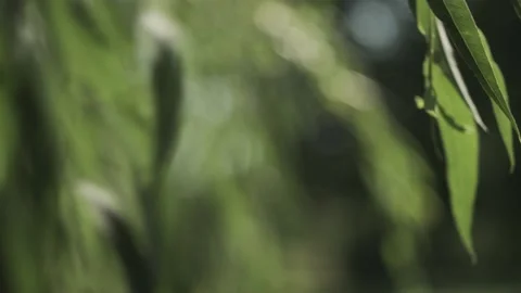 Wind blowing through beautiful willow, handheld Видео 136959886