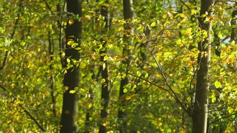 Wind is blowing through beech tree leaves at fall, autumn Stock Footage 269138749