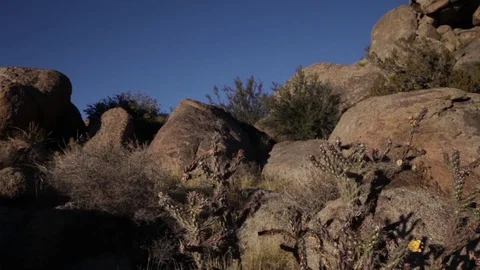 Wind blowing through cactus Stock Footage 81754997