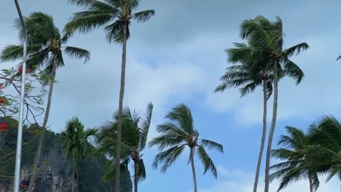 Wind Blowing Through Coconut Palm Trees Stock-Footage 345217075