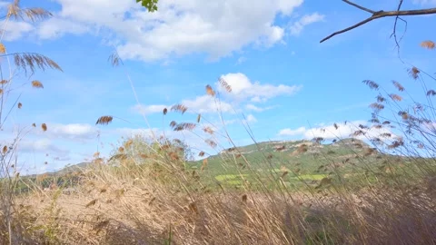 Wind Blowing Through Dry Vegetation in Terradets Mountain Landscape Stock Footage 335331205