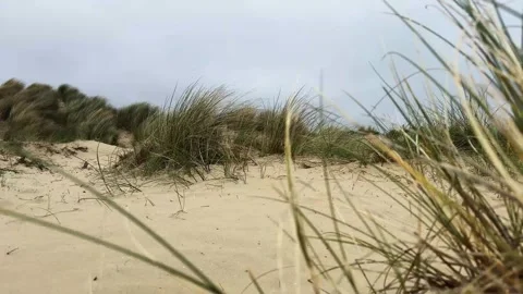 Wind blowing through dune grass on a sandy hill in Zandvoort, Netherlands Stockbeeldmateriaal 310510147
