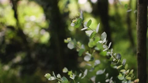 Wind blowing through a eucalyptus leaf Stock Footage 133306641