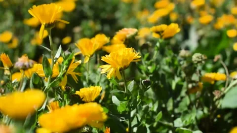Wind blowing through a field of daisy flower Stock Footage 133306597