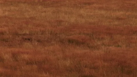 Wind blowing through field 動画素材 72571908