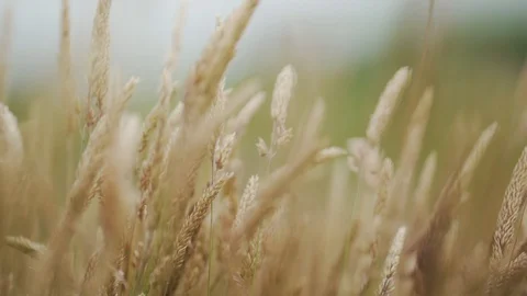 Wind blowing through a field Stock Footage 129322897