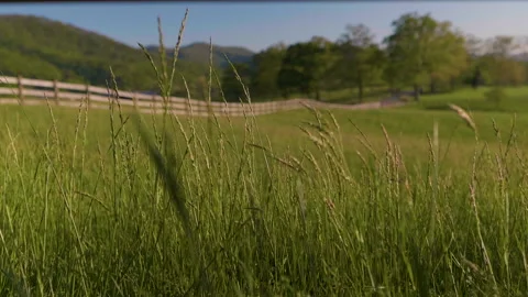 Wind blowing through a field 動画素材 139593025