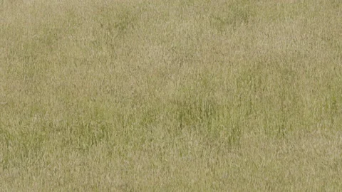 Wind blowing through field of tall grass Stock Footage 152542546