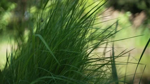 Wind blowing through flower grass 스톡 동영상 199255905