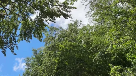 Wind Blowing Through Forest Canopy in Kartepe, Turkey Stock Footage 341821492