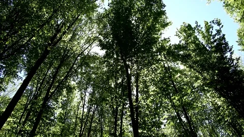 Wind blowing through forest, green leaves, sunny day in springtime Stock Footage 89670242