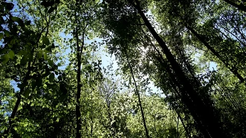 Wind blowing through forest, green leaves, sunny day in springtime Stock Footage 89670421