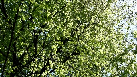 Wind blowing through forest, green leaves, sunny day in springtime Stock Footage 89671237