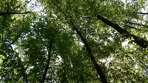 Wind blowing through forest, green leaves, sunny day in springtime Stock Footage 89671340