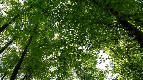 Wind blowing through forest, green leaves, sunny day in springtime Stock Footage 89671366