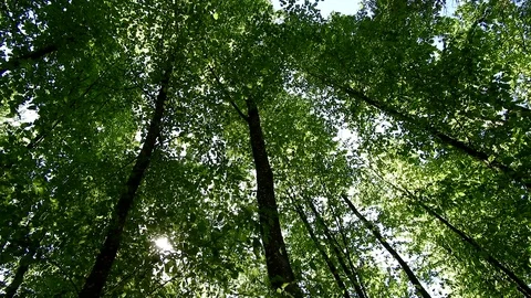 Wind blowing through forest, green leaves, sunny day in springtime Stock Footage 89671397