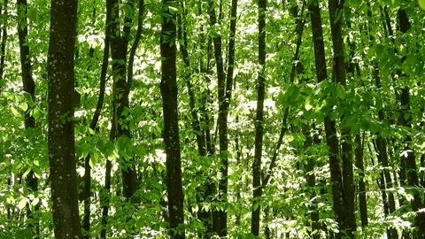 Wind blowing through forest, green leaves, sunny day in springtime Stock Footage 89671449