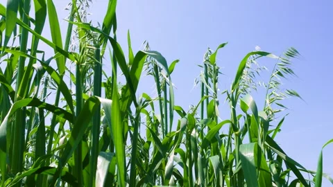 Wind Blowing Through Grass and Trees | Peaceful Nature Scene Stock Footage 336734300