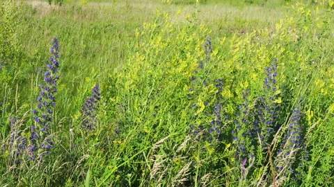 The wind blowing through the grass on a field in the countryside during a sunny Stock Footage 164110131