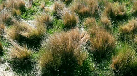 Wind blowing through grass Stock Footage 35851763